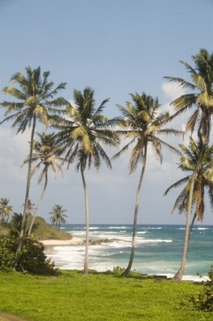 12410905_s - Palmen und Meer